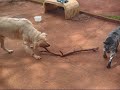 A disputa dos c�es