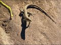 plantas carnivoras y lagartija  luis miguel domínguez avatar