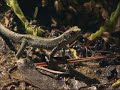 plantas carnivoras y lagartija -Luis Miguel Dom�nguez Avatar