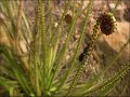plantas carnivoras y lagartija  luis miguel domínguez avatar