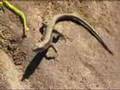 plantas carnivoras y lagartija -Luis Miguel Domínguez Avatar