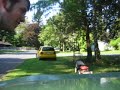 one of my trees vs the almighty me