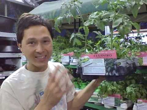how to transplant culantro