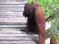 Orangutan trying to visit us in our cabin @ Danum Valley