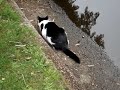 Cat Stalks Baby Duck Cat Stalks Baby Duck