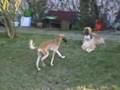 Dancing dogs - tanzende Hunde