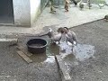 sexo e banho de animais sexo e banho de animais