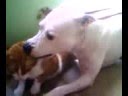 Pit bull je kota