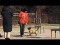 Turid Rugaas - What do I do when my dog pulls - DVD Trailer