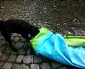 Gonzo und sein Swimmingpool