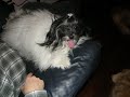 Nothing Like More Than One Havanese Nothing Like More Than One Havanese
