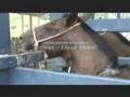Snakes - Sorpions - Spiders - Cobras - Aranhas - (5 of 7)