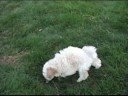Cute Toy Poodle Puppies Playing #2