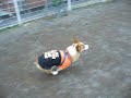 Goro@Welsh corgi 20061126 Miniature Pinscher