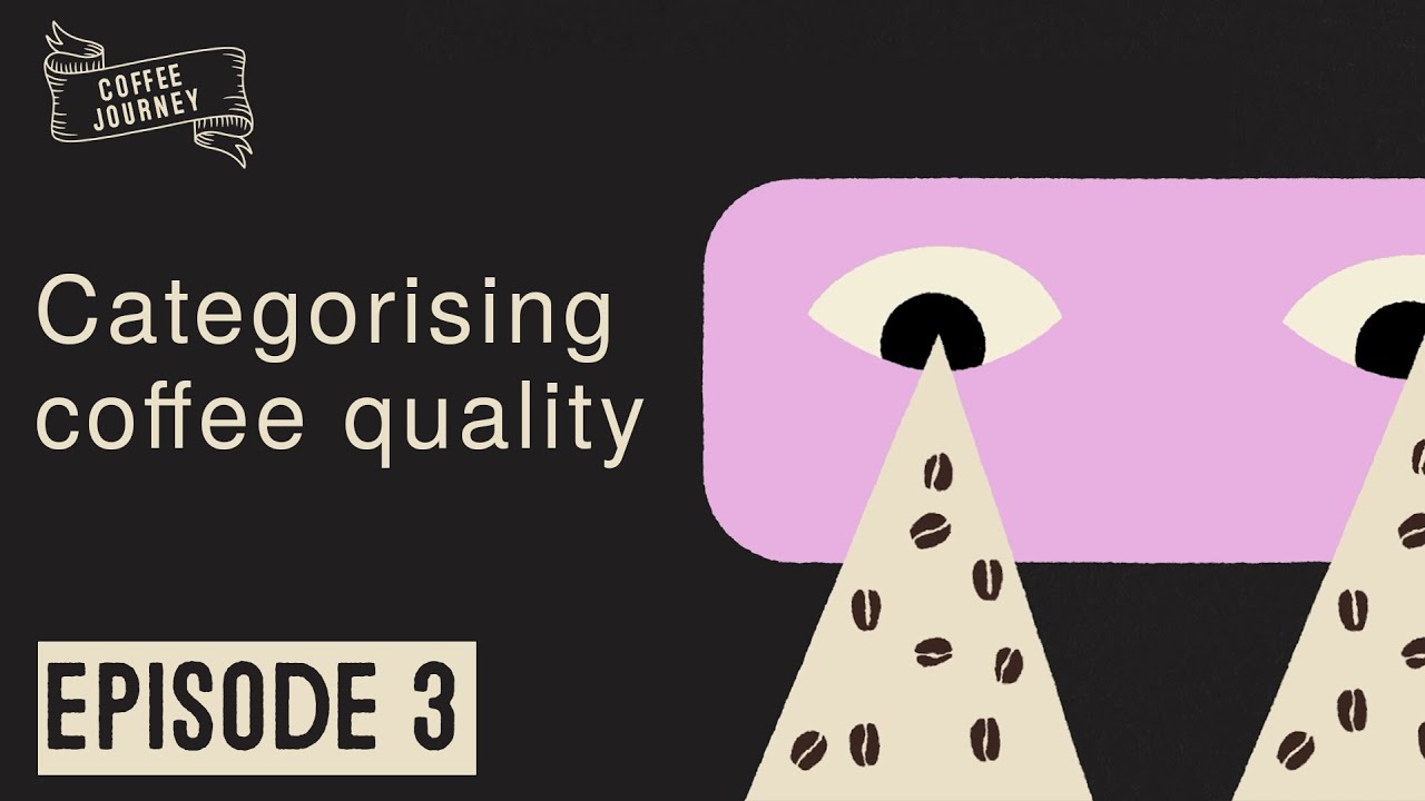 Ep 3 | Categorising Coffee Quality