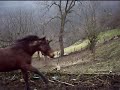 Gali galop Gali galop