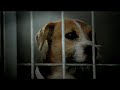 Pedigree Commercial - Mary Grace Pedigree Commercial - Mary Grace