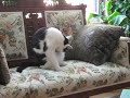 Jonesy chases his tail