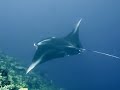 Manta Feeding