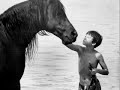 A tribute to the black stallion 1&amp;2