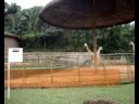 Jornal Internacional - �frica Meridional