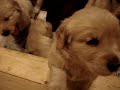 Golden Retriever Puppies