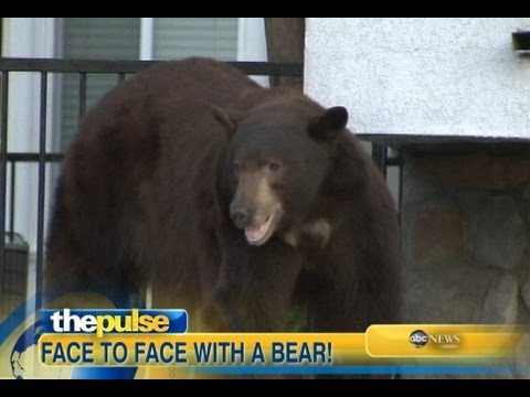 black bear