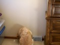 Molly chasing the light reflection