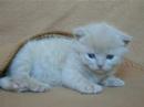 Adorable Kitty Purring