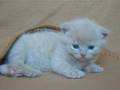 Adorable Kitty Purring