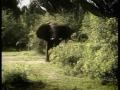 Why Elephant kill Rhino? Why Elephant kill Rhino?