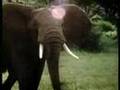 Why Elephant kill Rhino?