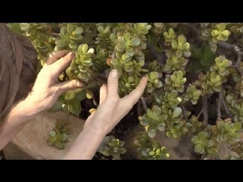 how to replant jade