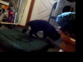 To all the people that yelled at me over the declaw vid I posted, Take a look!!! He is Fine!!!
