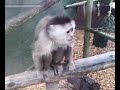 zoo Mad