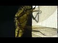 Dragonfly on the balcony