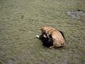 Bailey the Corgi - Bailey Bear & Izzy Bear Bailey the Corgi - Bailey Bear & Izzy Bear