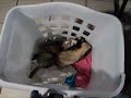 Ahhhhhh not the hand! (vid 7) Ahhhhhh not the hand! (vid 7)