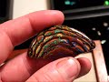 Beautiful Koroit Boulder Opal Nut Cab Beautiful Koroit Boulder Opal Nut Cab