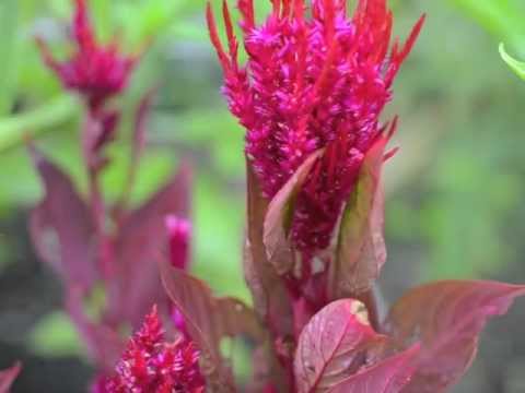 how to harvest celosia seeds