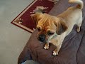 Maggie The Cute Puggle