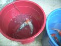 total koi pond water change total koi pond water change