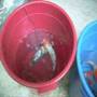 total  koi pond water change