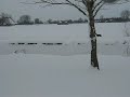 Reeën in de sneeuw