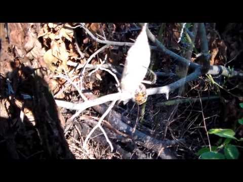 Huge Spider wraps up huge moth