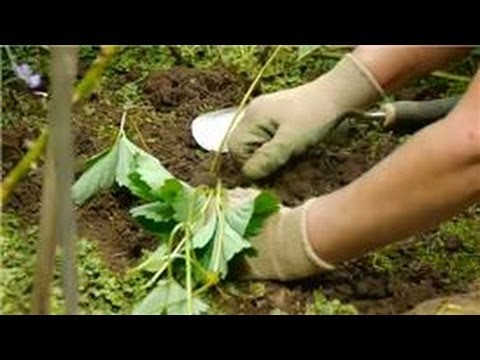 how to transplant strawberries