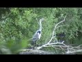 WILDLIFE FILES MAY 21ST 2009
