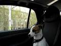 Dogbook Movie: wo bin ich?