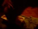Nassau, chiot golden retriever go�teur de yaourts
