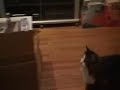 ?????stupid cat ?????stupid cat